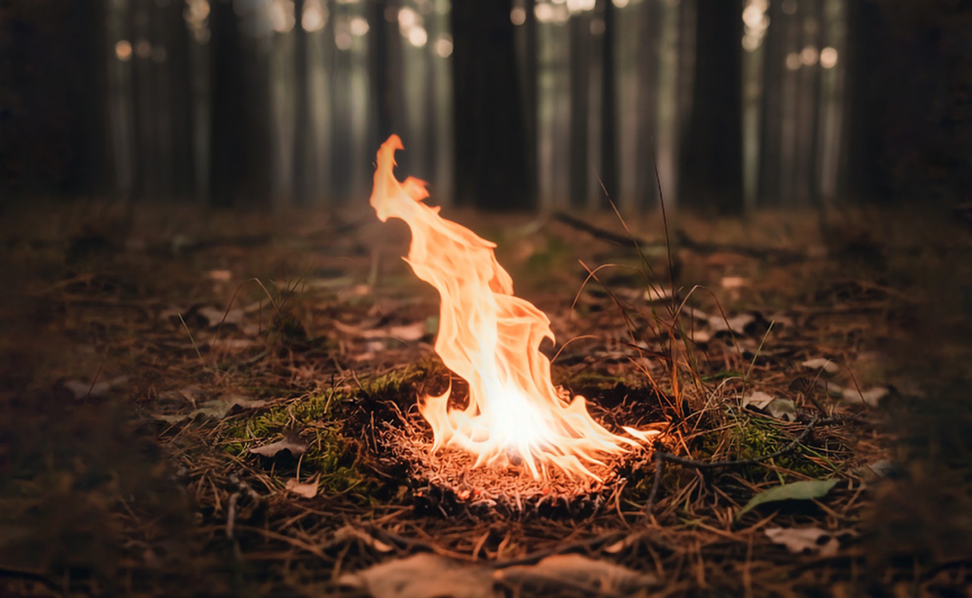 Early ignition on a forest floor